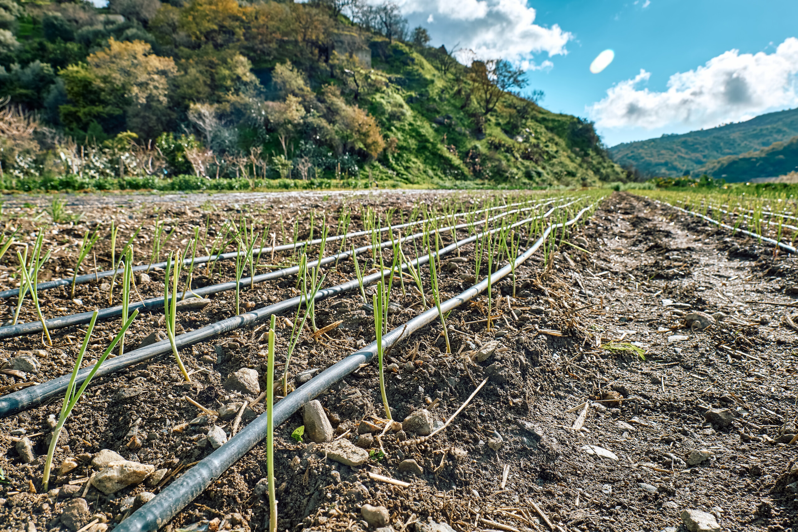 What is Drip Irrigation? 5 Benefits You Should Know About 